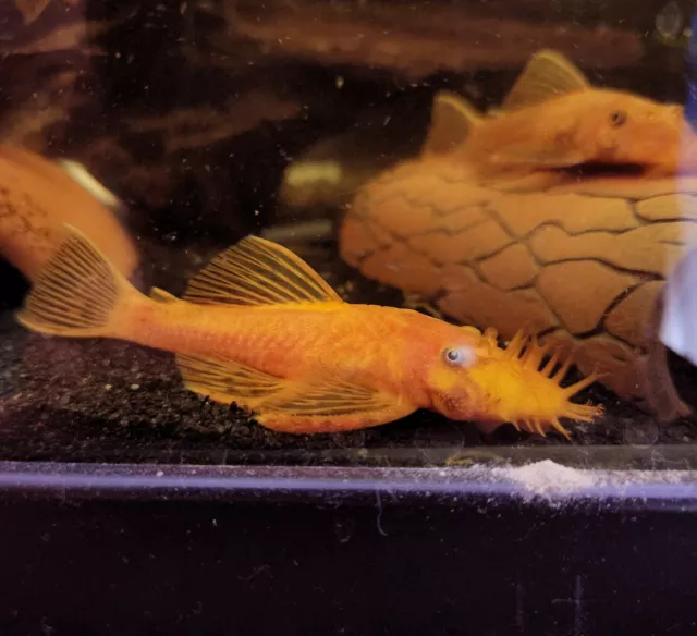 SUPER RED Bristlenose Pleco - Guaranteed Pair - M/F 2