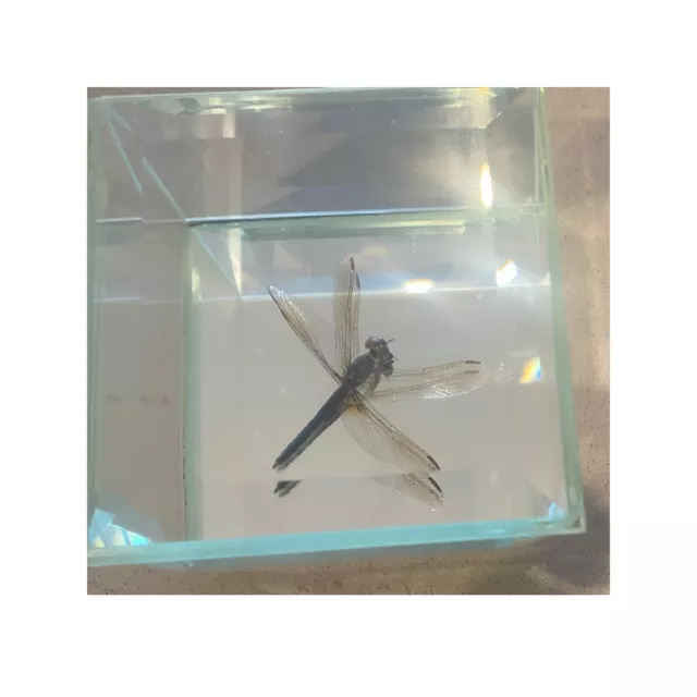 Real Dragonfly Anisoptera Encased In Glass