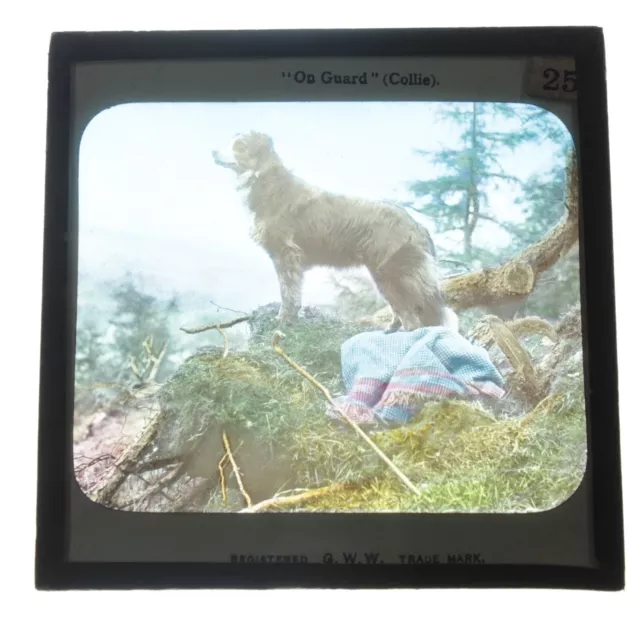 Antikes Glas Magic Laterne Slide On Guard Collie Hundeporträt Schottland GWW #5