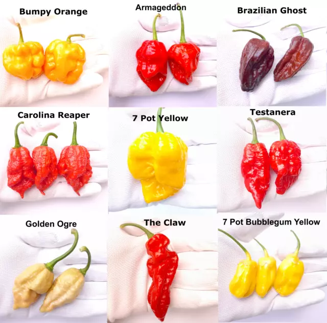 The Worlds Hottest Chilli - 40 Seeds - 9 Varieties inc The Carolina Reaper