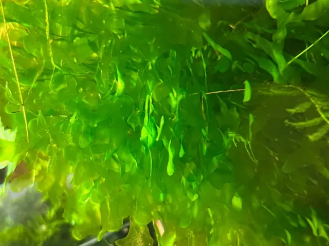 FREE SHIPPING - 5 Grams Subwassertang Moss Pellia Freshwater seaweed live plant