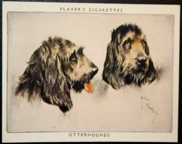OTTERHOUND    Vintage 1950's Illustrated Card  SC23M