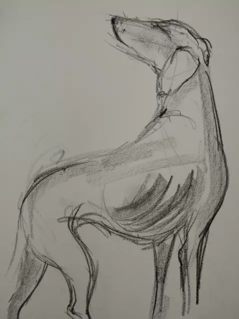Original Chinagraph Bleistift Hund Zeichnung auf Murano Papier eines Windhundes Medium