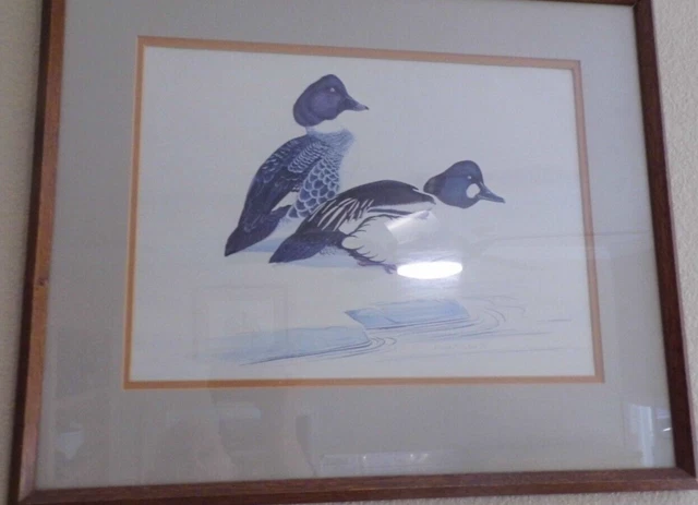 Ducks Unlimited Painting Golden Eye "1974" Framed & Matted