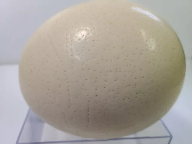 Cáscara de huevo de avestruz perfecta limpiada crema blanca muestra artesanal exhibición educativa