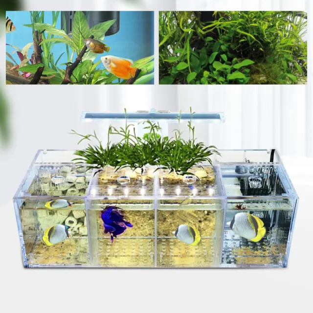 LED Light Aquarium Acrylic 4-Grids Betta Fish Tank Isolation Box with Pump US
