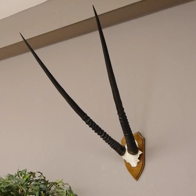 Orix ( Gazella) Antílope Gacela Gemsbok África Trofeo de Calavera Hornlänge 86CM 3