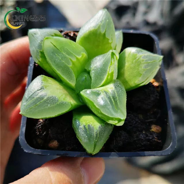 5CM Succulent Live Plant Haworthia Comptioniana Ice City Liliaceae Garden Rare