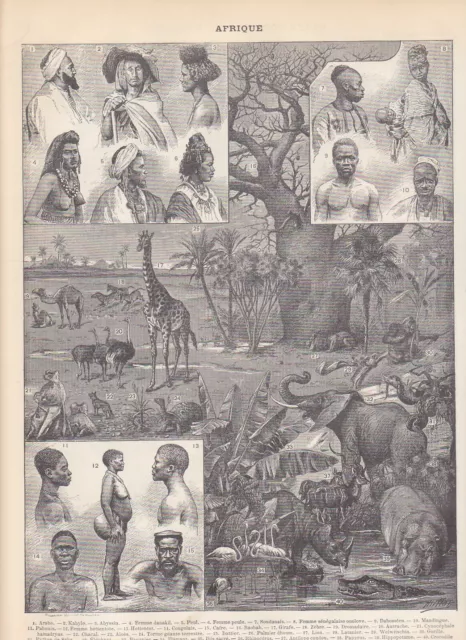 Afrika - Landkarte (Kolonien) - Menschen - Fauna - Flora KARTE HOLZSTICH von 189 2