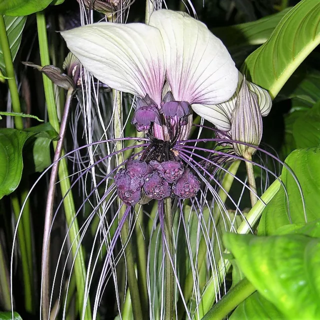 Tacca integrifolia - white Bat Flower 10 seeds