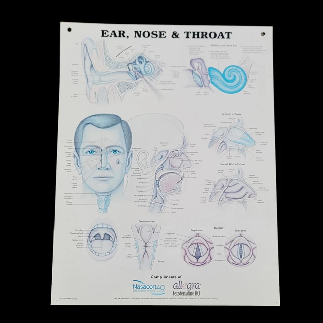 Ear Nose And Throat Chart Ent Poster Vocal Cord Ear A vrogue.co