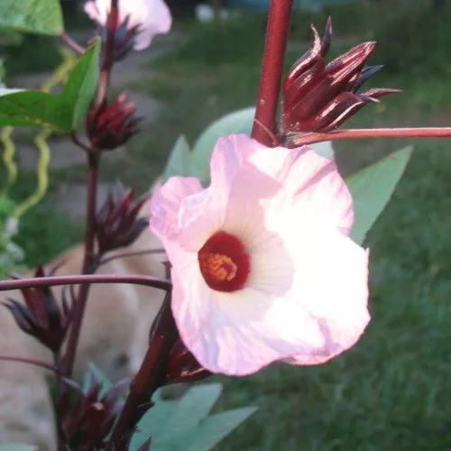 Graines / Seeds: Hibiscus sabdariffa / Bissap (15)