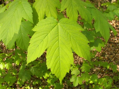 5 x a Punta Acero Acer platanoides viva PRE BONSAI ALBERO de 
