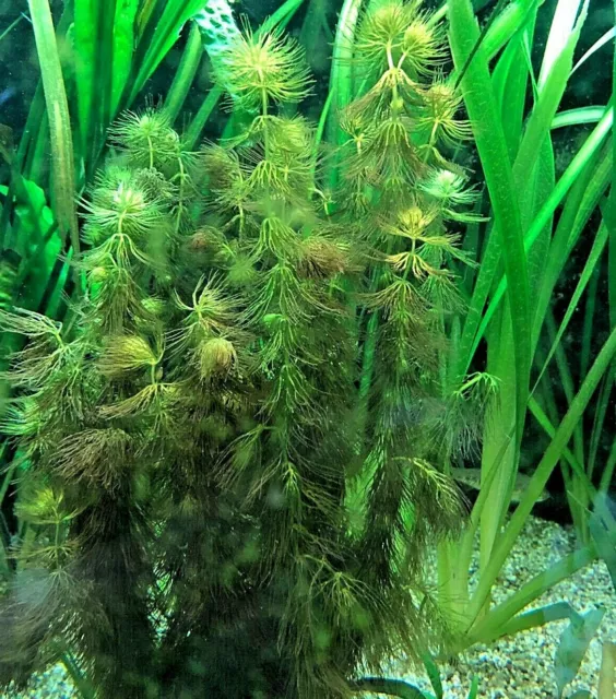 Ceratophyllum  submersum 3x 0,5l plante  aquarium  bassin oxygenante