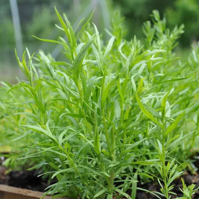 TARRAGON 'Mexican' (Tages Lucida) 250+ Seeds Sweet Licorice Herb Garden