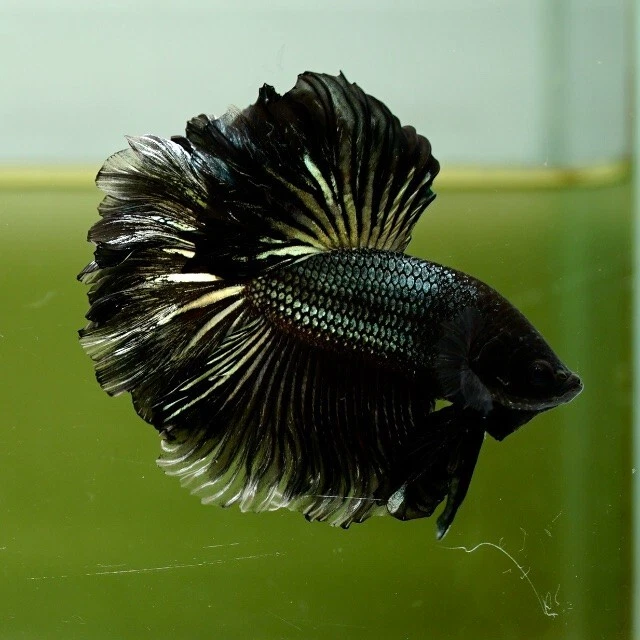 Live Betta Fish Black Copper Butterfly Rose Tail HM Premium Grade Thailand