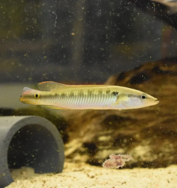 Live Lepidota Pike Cichlid (3-4" Aquarium Fish) *PLS READ DESCR* 2