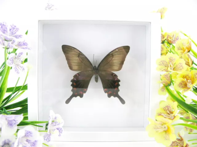 Chinese Peacock  beau papillon réel, conservé dans la vitrine 3D - qualité musée