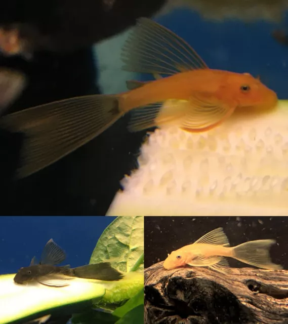 LONG FIN L144 PLECO 1"+ Combo (6 Pack) Super Red! Green Dragon! Blue Eye Yellow!