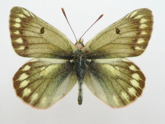 Colias Tamerlana Mongola From Altai