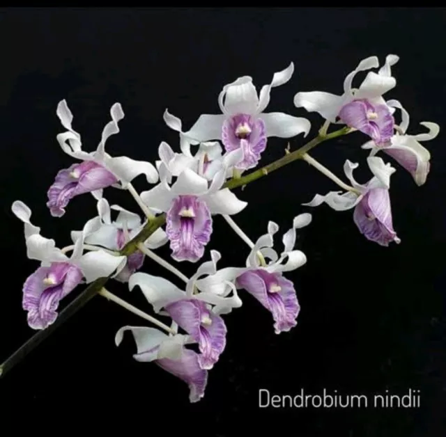 Orchid - Species‐ Dendrobium Nindii