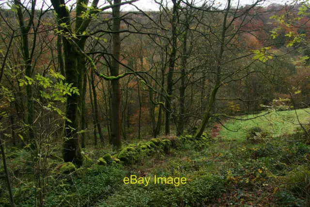 Photo 12x8 Moss-covered wall and trees in Hebden Dale This is a part of Fo c2011