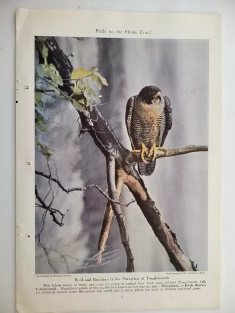 "Birds On The Home Front" Ithaca NY WWII National Geographic 1943 24 Pages