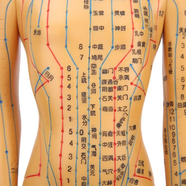 50cm / 19.7in Brass Color Acupuncture Body Model Meridians Acupuncture Model SD3