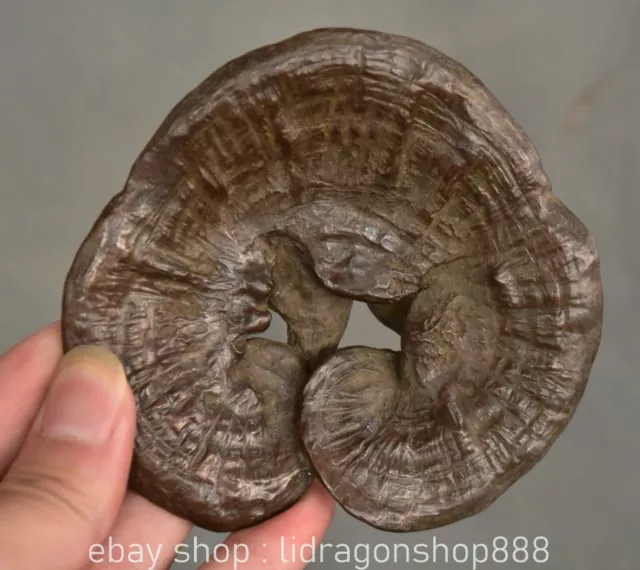 Statue de Ganoderma lucidum Lingzhi en cuivre rouge marqué chinois de 3,8 "