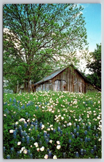 Pink Evening Primroses Old Texas Farm Postcard