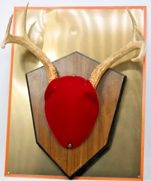 DEER ANTLER RACK WALL MOUNT 6-POINT San Antonio Mounts