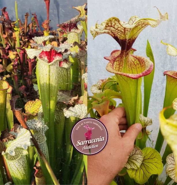 69) Sarracenia seeds 2023-2024 / carnivorous plants rare