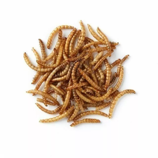 Dried Mealworms Premium Quality Wild Bird Food Reptile Hedgehog Koi Chicken
