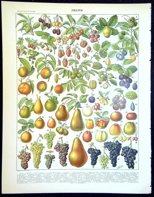 Ancienne gravure de presse  -  Les Fruits (b)