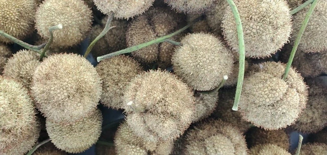 Seed Pods Heads 2021 Arizona Sycamore Tree Crafts Coronas Decoración 1,5" Diapositiva Lote 25 10