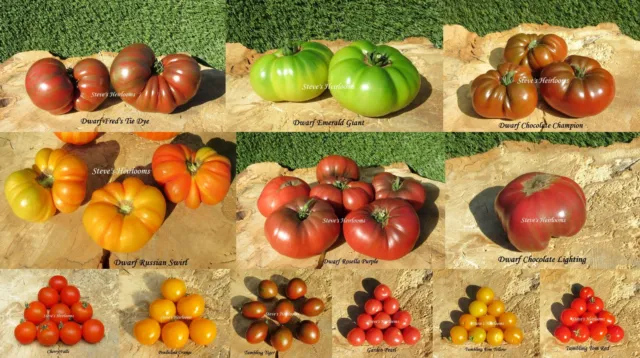 tomato pack C (240 seeds) - 6 Dwarf beefsteak (1m) +6 cherry bush Fred's Tie Dye