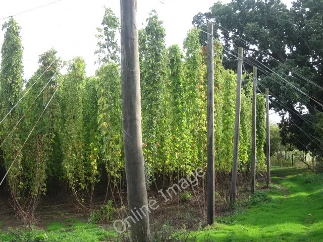 Photo 6x4 Hop field Linkhill  c2011