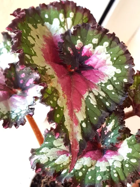 Begonia Rex, ""Macarena"" Junge Pflanze 28/03/24