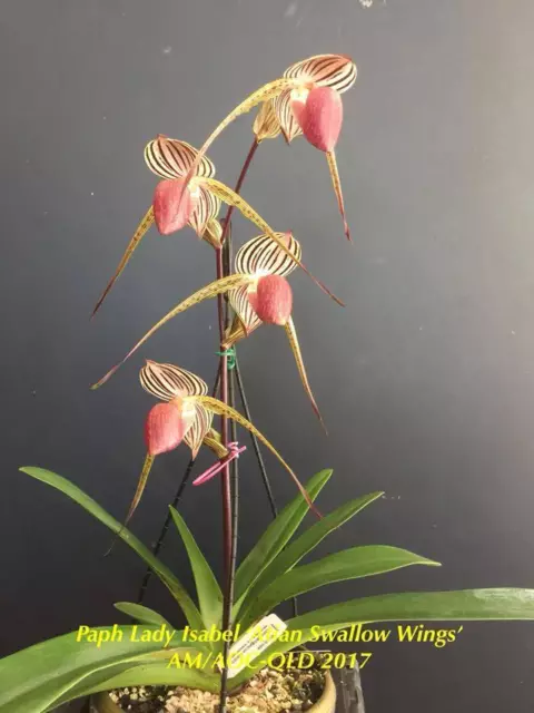 QOB Orchid Plant Multiflorous Paphiopedilum Lady Isabel in 100mm pot LS200mm