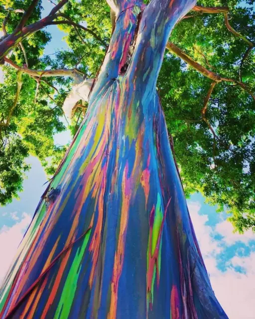 5 Graines Eucalyptus Arc en Ciel, Eucalyptus deglupta, Bonsaï