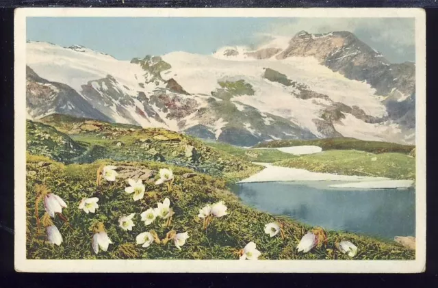 VTG Postcard Antique 1915-30, Pulsatilla Vernalis, Engadin, Mountain & Flowers