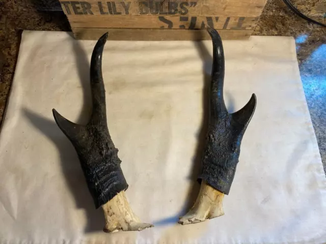 Vintage Pronghorn Antelope Taxidermy Horns Vintage Pronghorn Antelope Taxidermy Horns