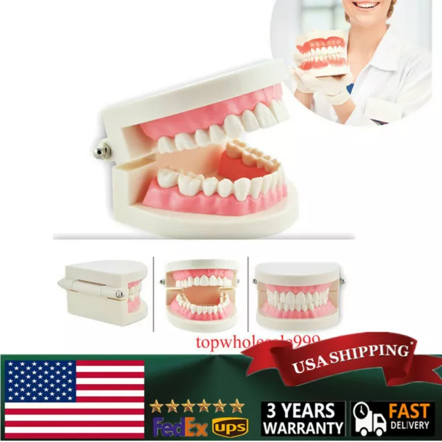Denshine Pink Study teach Adult Standard Typodont Demonstration Teeth Model