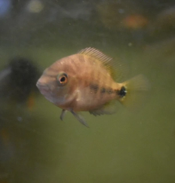 Live Vieja Bifasciatus Cichlid (2" Rare Young Aquarium Fish) PLS READ DESC 5