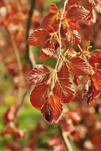 Fagus sylvatica 'Purple Fountain' / Trauerblutbuche, rote Hängebuche