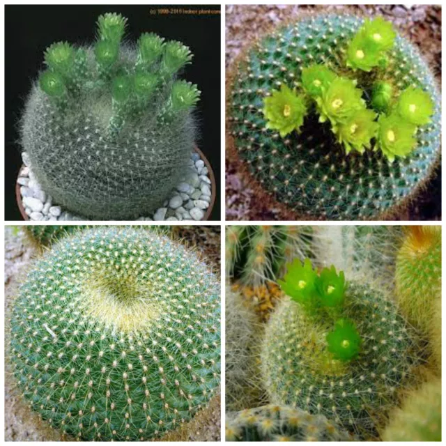 10 graines de Brasilicactus graessneri ,plantes grasses, cactus seeds , F