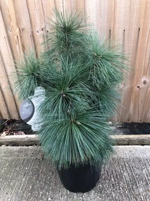 Pinus Schwerinii Wiethorst/Dwarf  Pine 80Cm High In A 10 Litre Pot