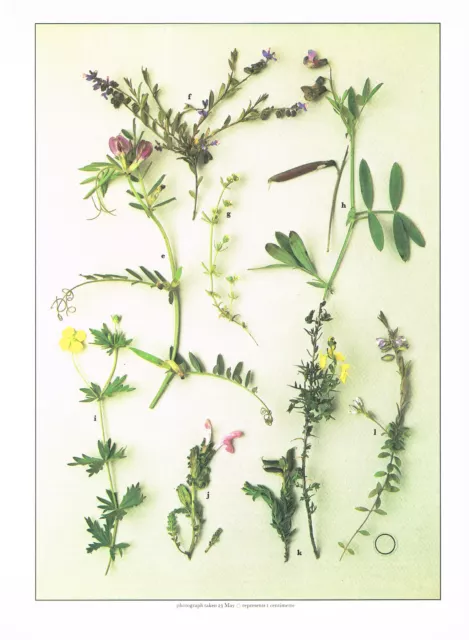 Vetch Milkwort Tormentil Lousewort Vintage Wildblumen Druck Bild 1978 WF#57