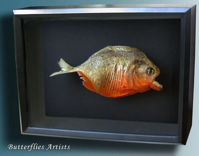 Taxidermie Vintage De Piranha - Serrasalmus Nattereri, Pièce Décorative Originale