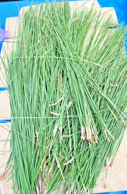 1lb Fresh Green Longleaf Georgia Pine Needles 10-12 inches Long